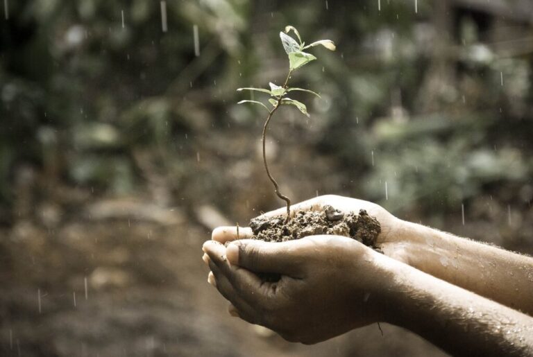 two hands holding a new growth plant in soil